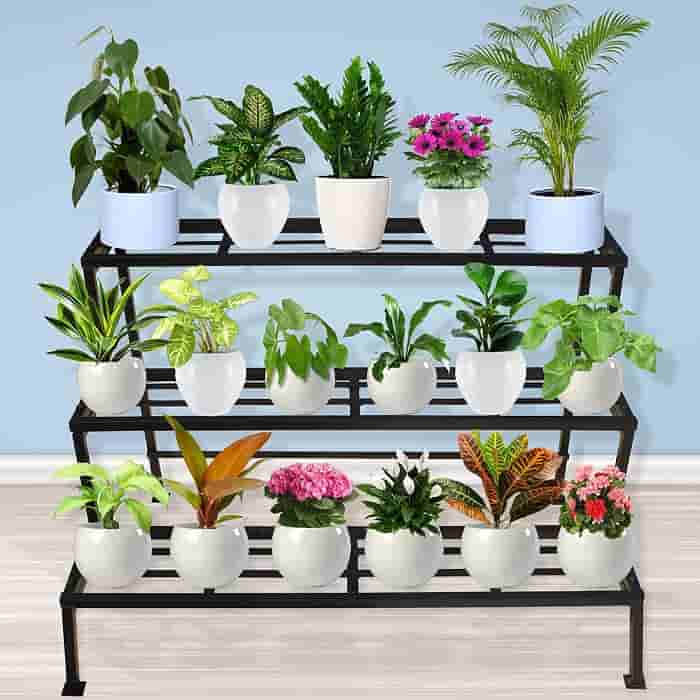 best plants nursery