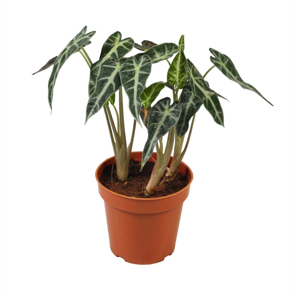 Alocasia Amazonica Plant For Home And Office - Indore Nursery