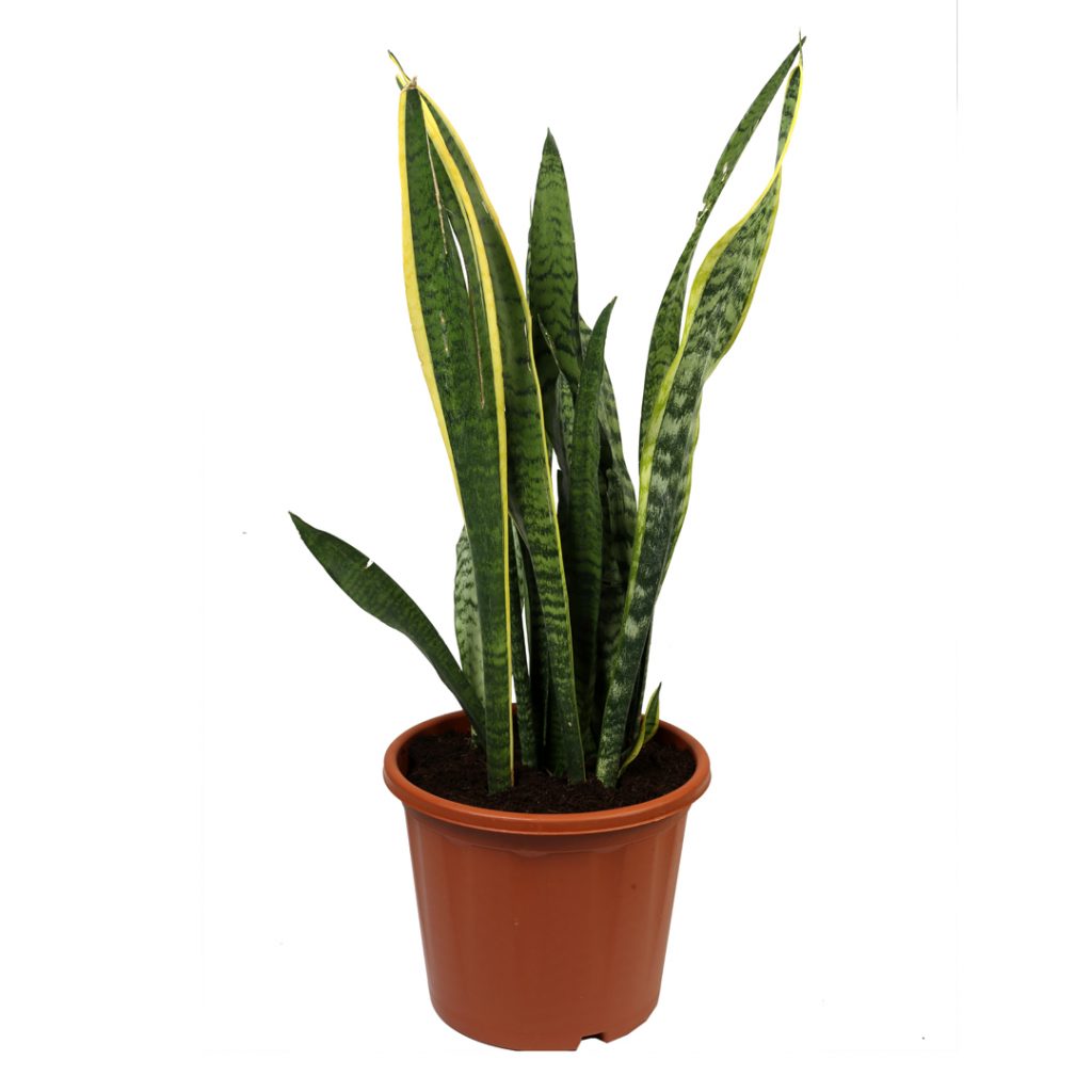 Snake Plant (senseveria) - Indore Nursery