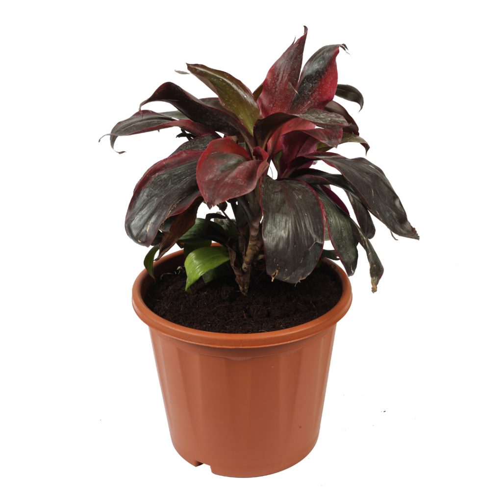 Dracena Dwarf Indore Nursery