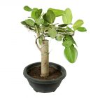 Banyan Tree Bonsai (Bud)