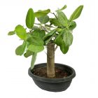 Banyan Tree Bonsai (Bud)