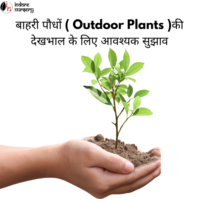 बाहरी पौधों ( Outdoor Plants )की देखभाल के लिए आवश्यक सुझाव : आपके बगीचे के पोषण के लिए एक गाइड