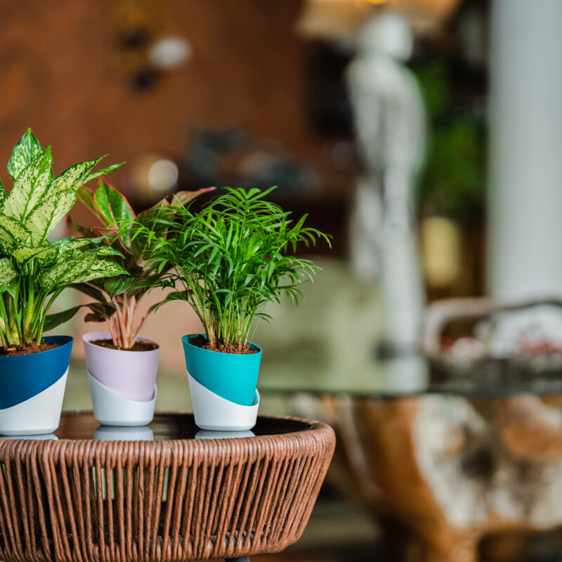 Best Plant Nursery in Indore | Online Indore Nursery