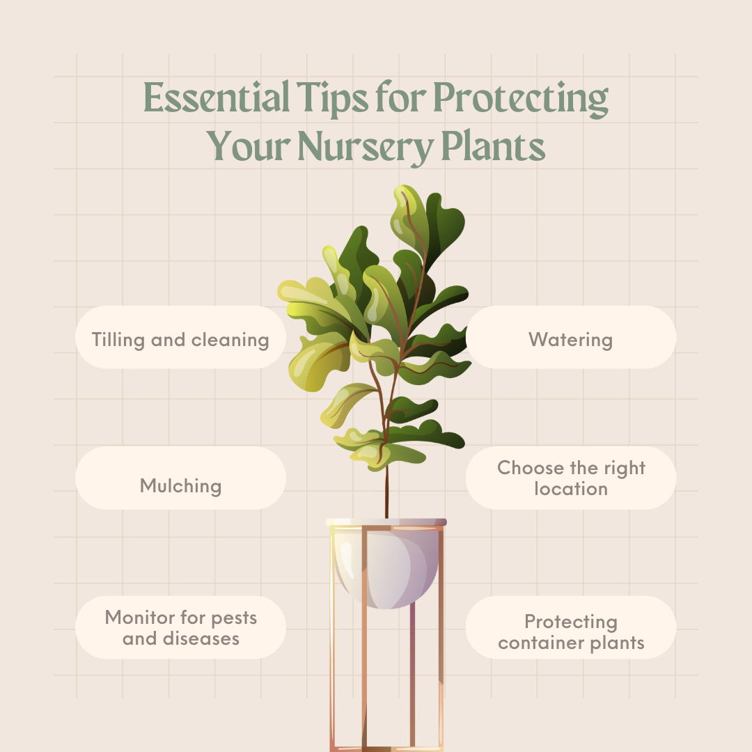 Winter Plant Care 101: Essential Tips for Protecting Your Nursery Plants