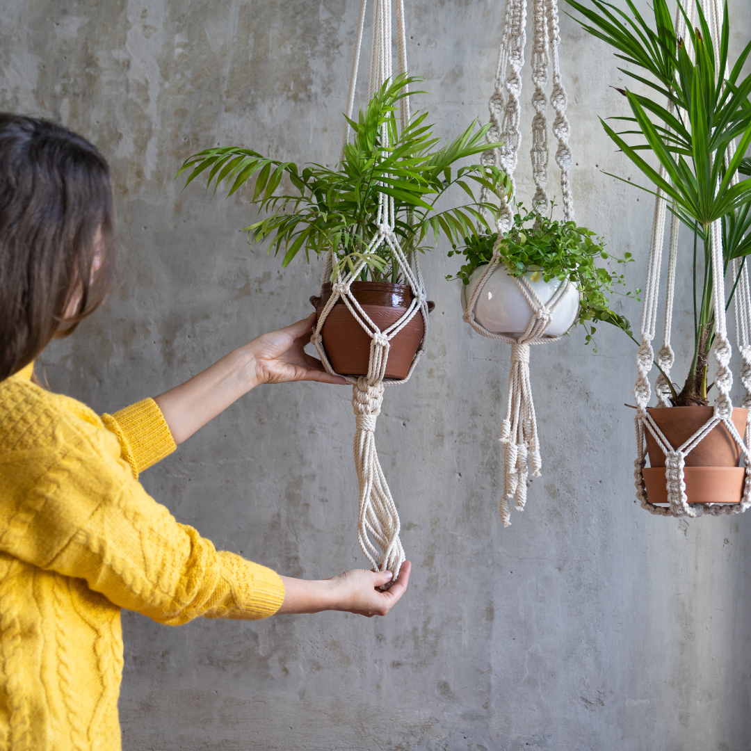 Choosing the Perfect  Plants for Indoor Garden