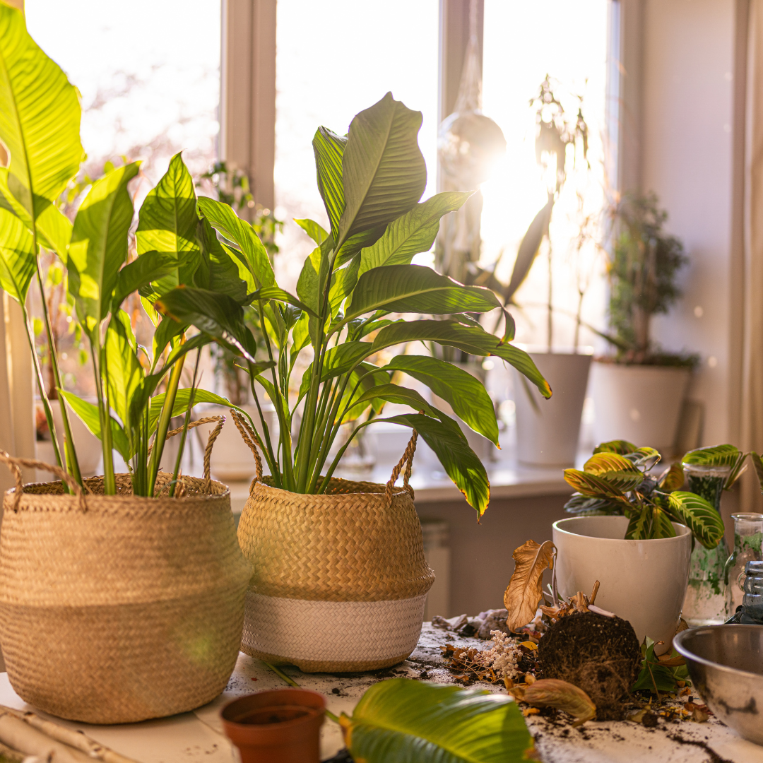 Choosing the Right Plants for Your Indoor Garden
