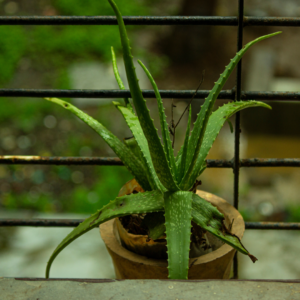 Aloe Vera plant