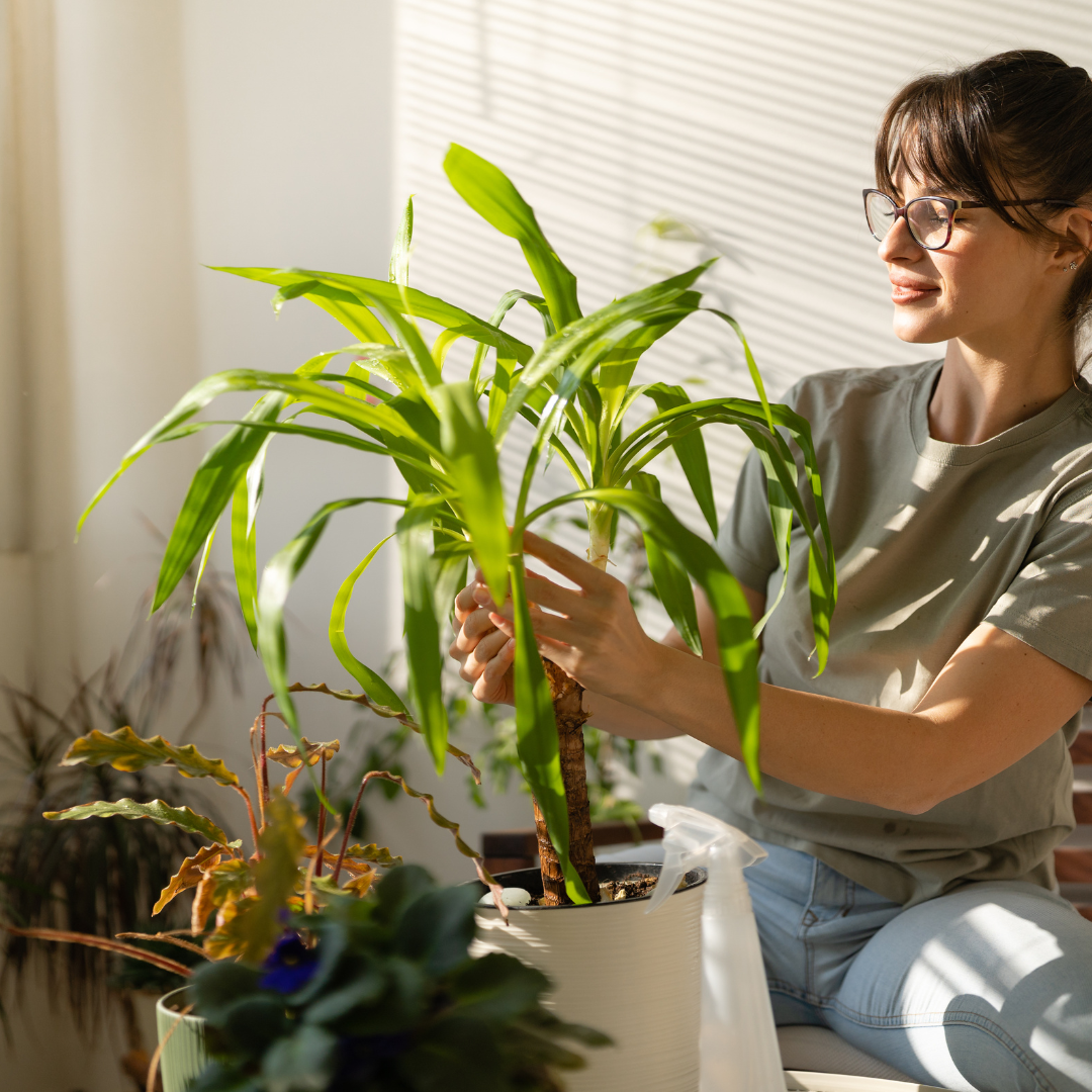 Indoor Plants for Health and Wellness Boosting Mood and Reducing Stress