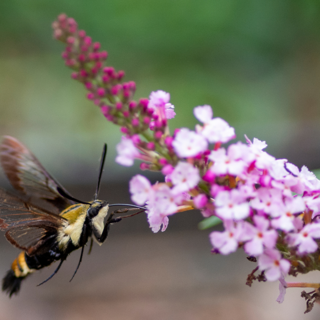 Summer Plants That Attract Bees, Butterflies, and Hummingbirds
