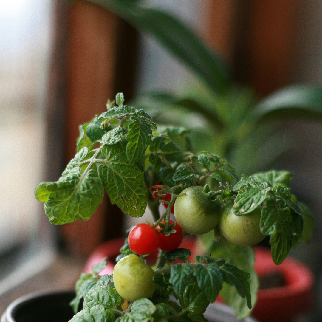 5 Herbs You Can Grow Right on Your Kitchen Windowsill