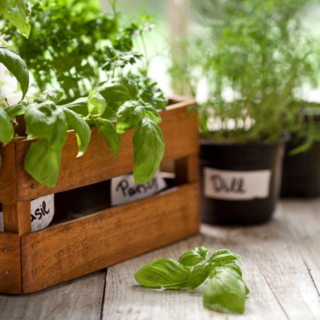The Art of Container Gardening: Growing Plants in Limited Space