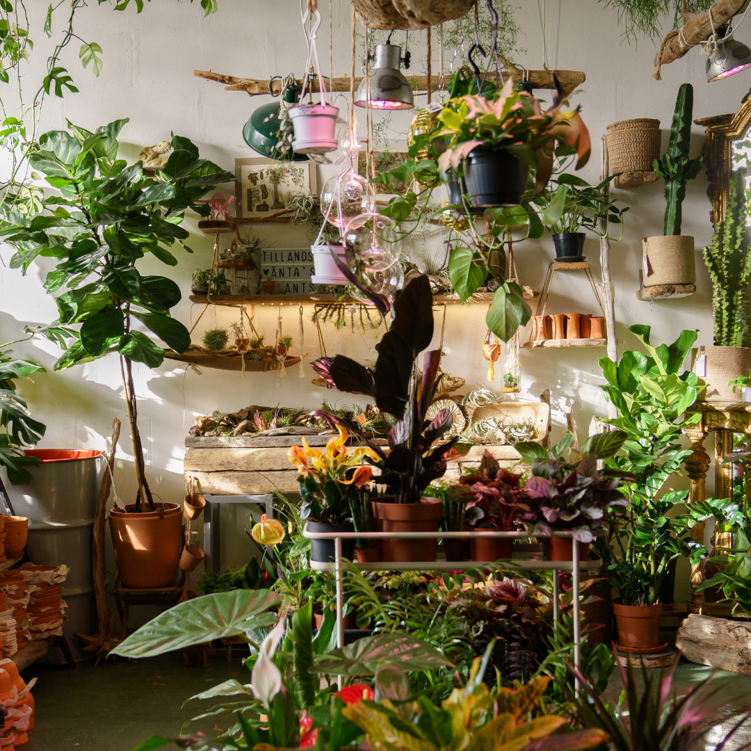 The Benefits of Indoor Gardening Plants That Thrive Inside