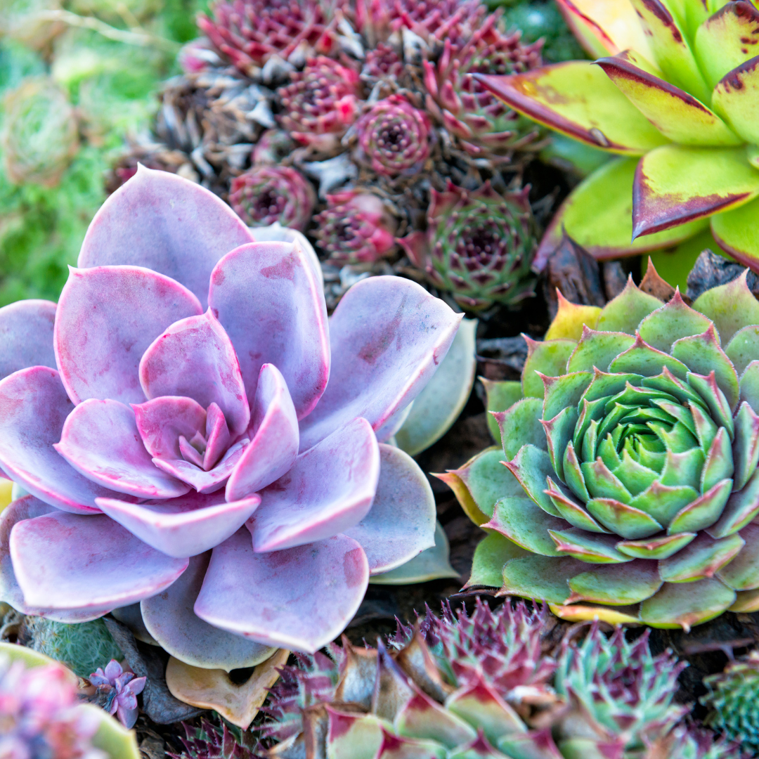 The Joy of Succulents: Low-Water Plants for Busy Gardeners