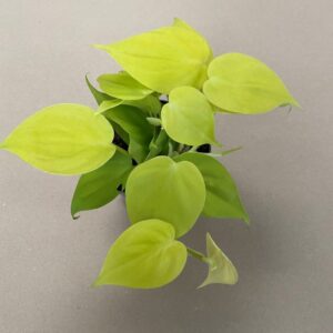 Philodendron (indore Plant)