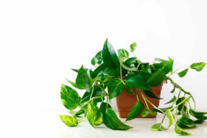 Money Plant - best indoor plant