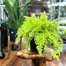 Boston Fern (Indore plants)