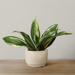 Snake Plant  (Indoor Plant)