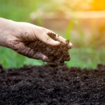 Organic Fertilizers for Indian Soil: Benefits and Usage