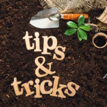 Raise bed gardening tips