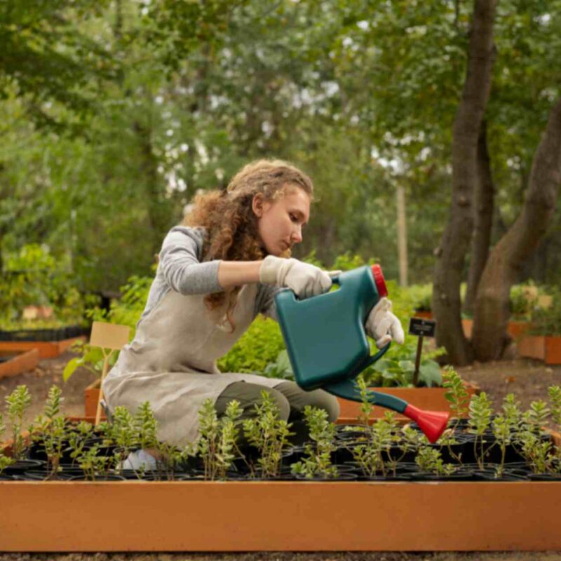 Raised Bed Gardening