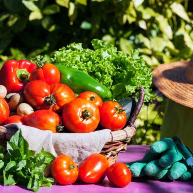 Vegetable gardening