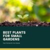 best plants for small gardens