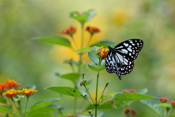Butterfly friendly gardens