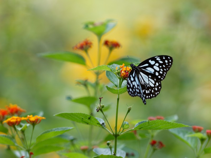 Butterfly friendly gardens