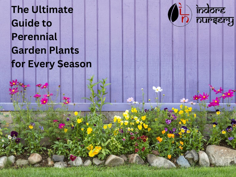 The Ultimate Guide to Perennial Garden Plants for Every Season