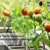 Vegetable Gardening