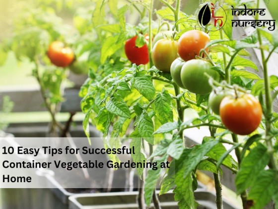 10 Easy Tips for Successful Container Vegetable Gardening at Home