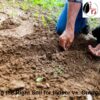 Choosing the right soil