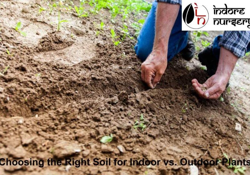 Choosing the right soil