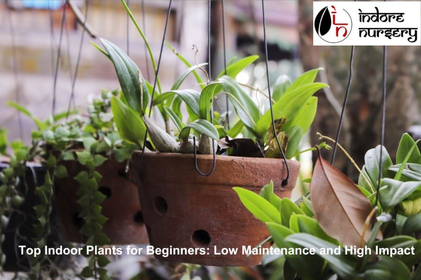 Top Indoor Plants for Beginners: Low Maintenance and High Impact