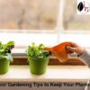 Best Indoor Gardening Tips to Keep Your Plants Thriving