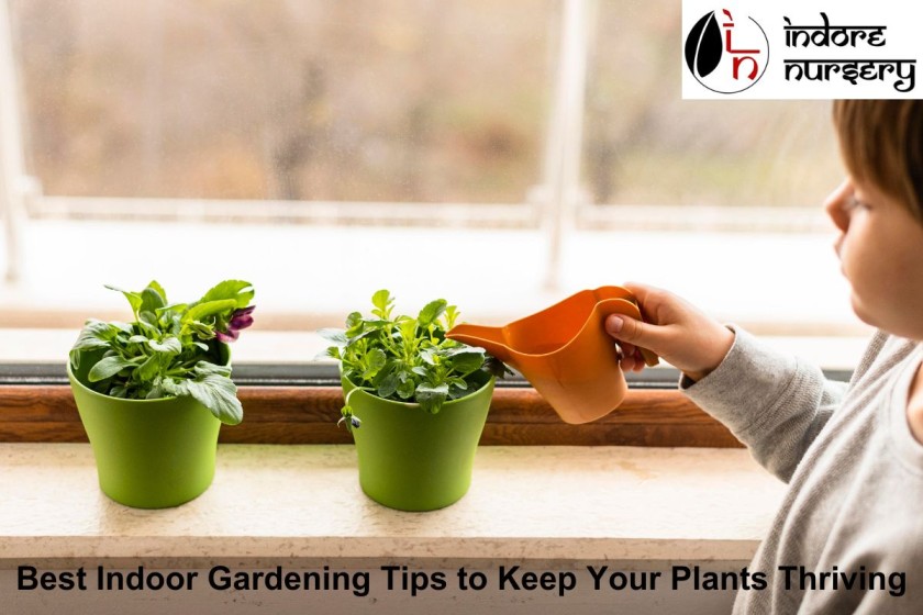 Best Indoor Gardening Tips to Keep Your Plants Thriving