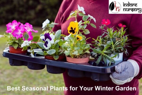Best seasonal plants