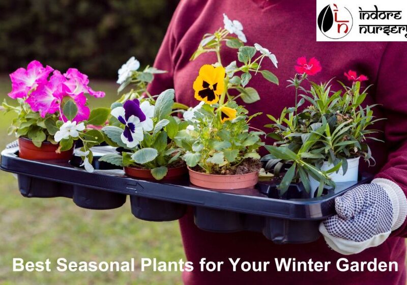 Best seasonal plants