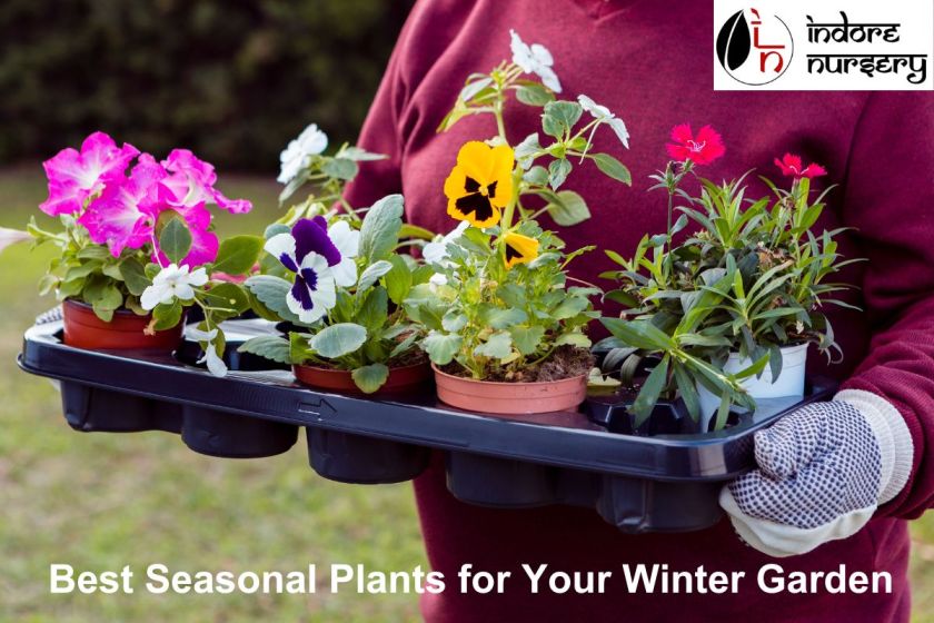 Best Seasonal Plants for Your Winter Garden