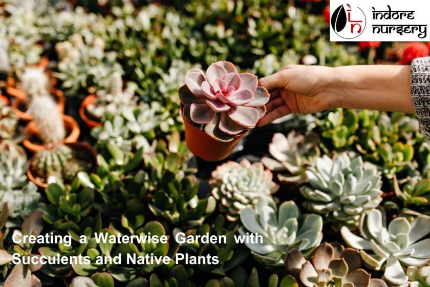 Creating a Waterwise Garden with Succulents and Native Plants