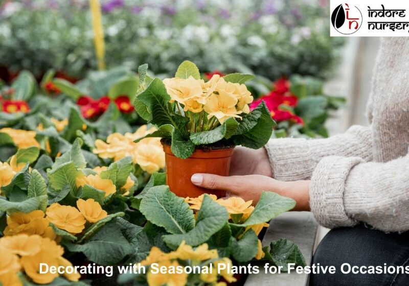 Decorating with Seasonal Plants