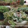 Decorating with Succulents