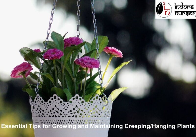 creeping and hanging plants