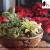 How to Create Succulent Arrangements