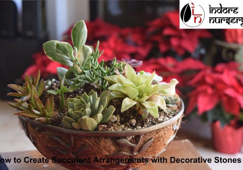 How to Create Succulent Arrangements