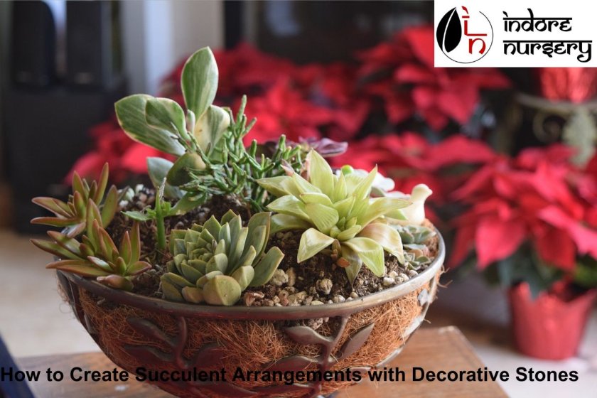 How to Create Succulent Arrangements with Decorative Stones