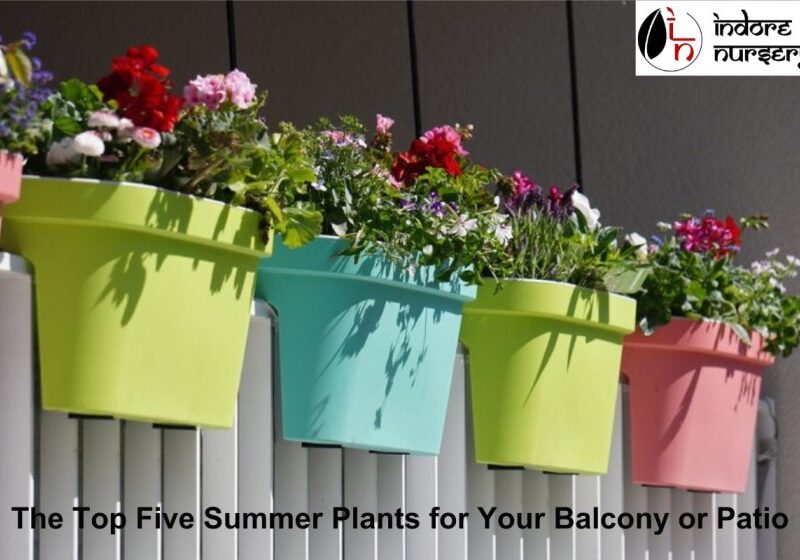 top 5 summer plants