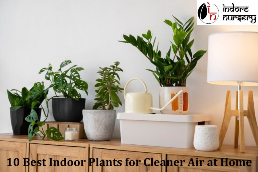 10 Best Indoor Plants for Cleaner Air at Home