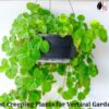 Best Creeping Plants for Vertical Gardens